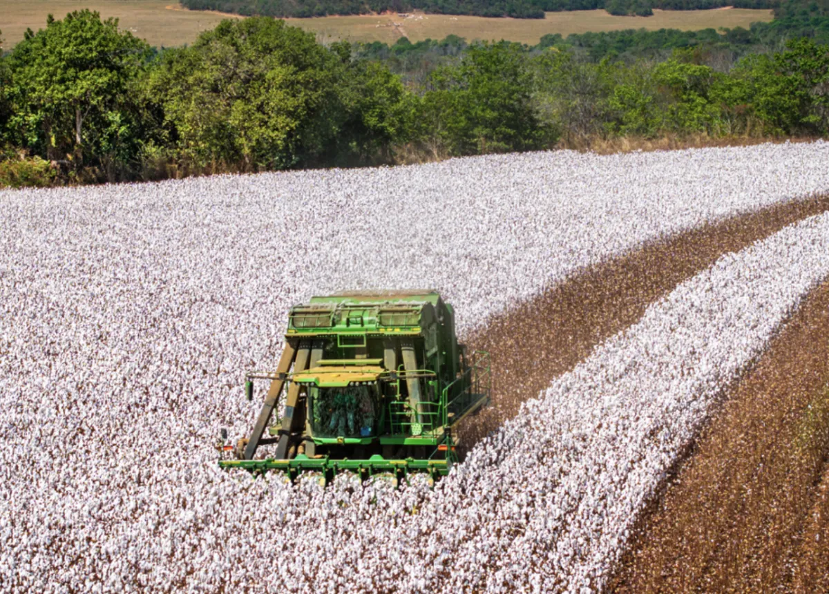 Rally da Safra projeta produção de 4,2 milhões de t de algodão