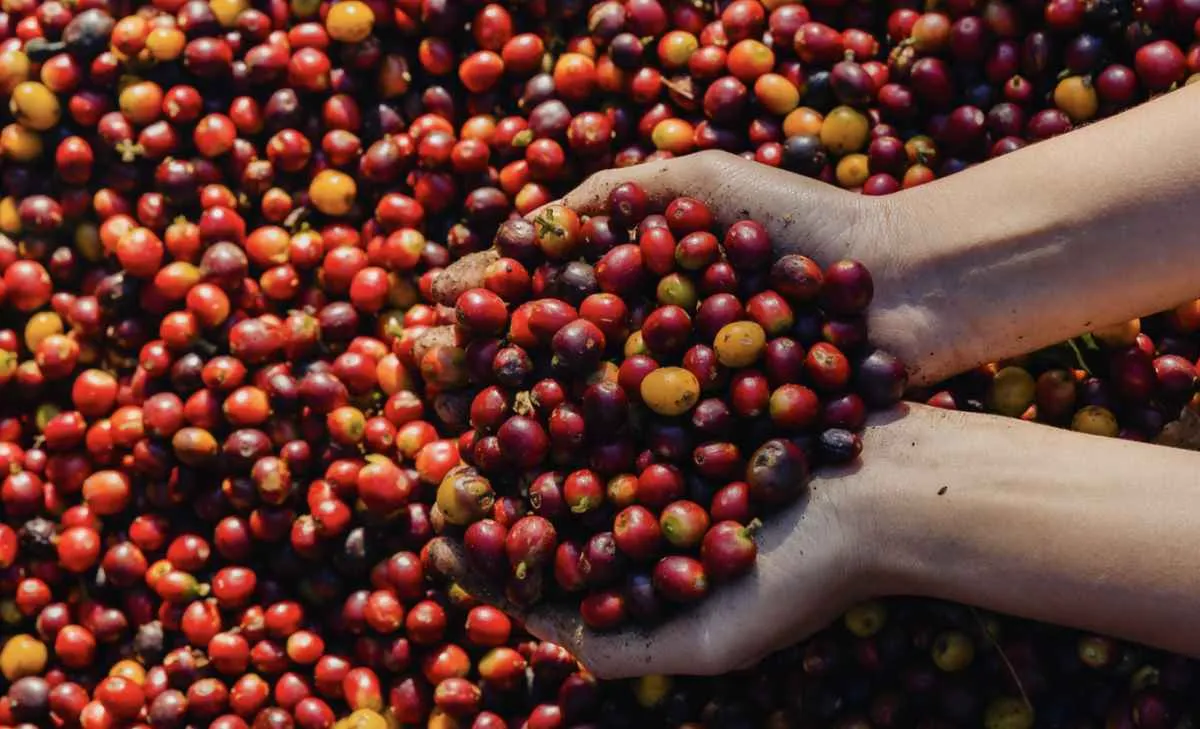 Colheita de café chega a 30% nas principais praças