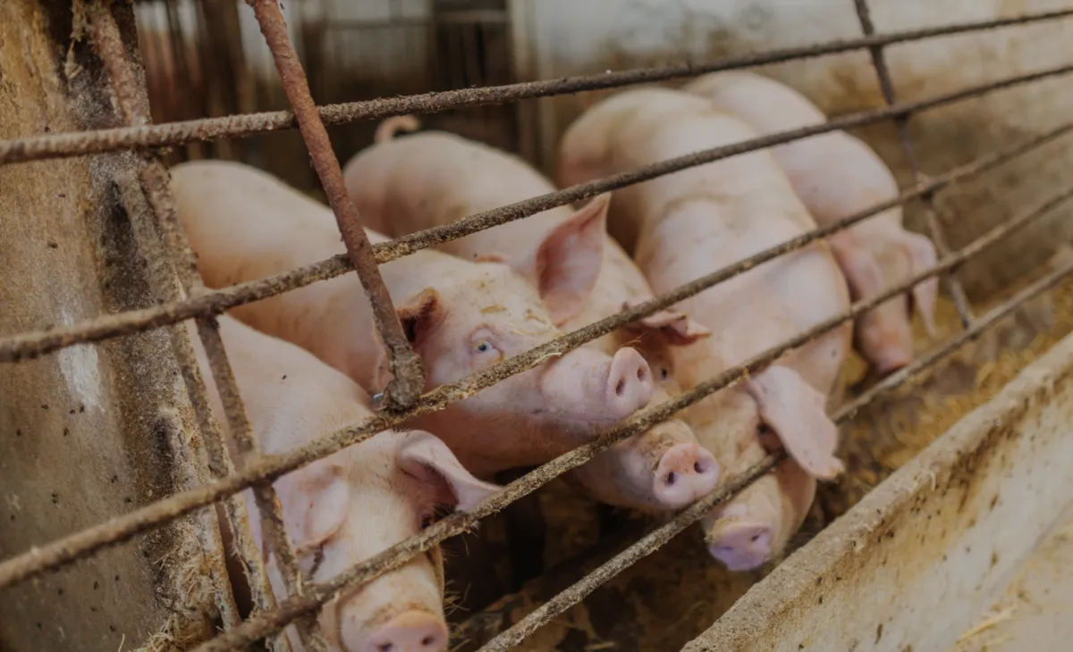 Suíno de integração fica mais caro que no mercado spot