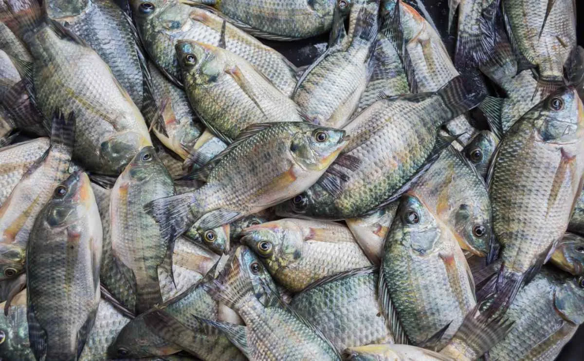Preço da tilápia cai em junho e exportação bate recorde