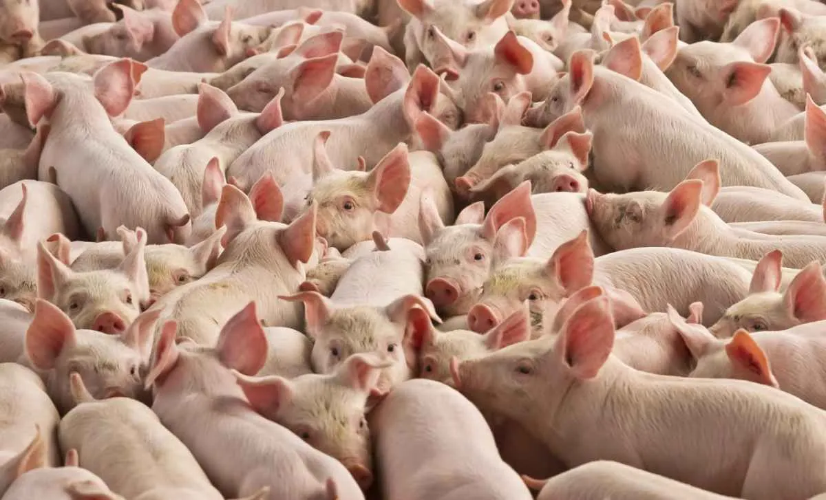 Exportação de carne suína atinge recorde no 1º semestre