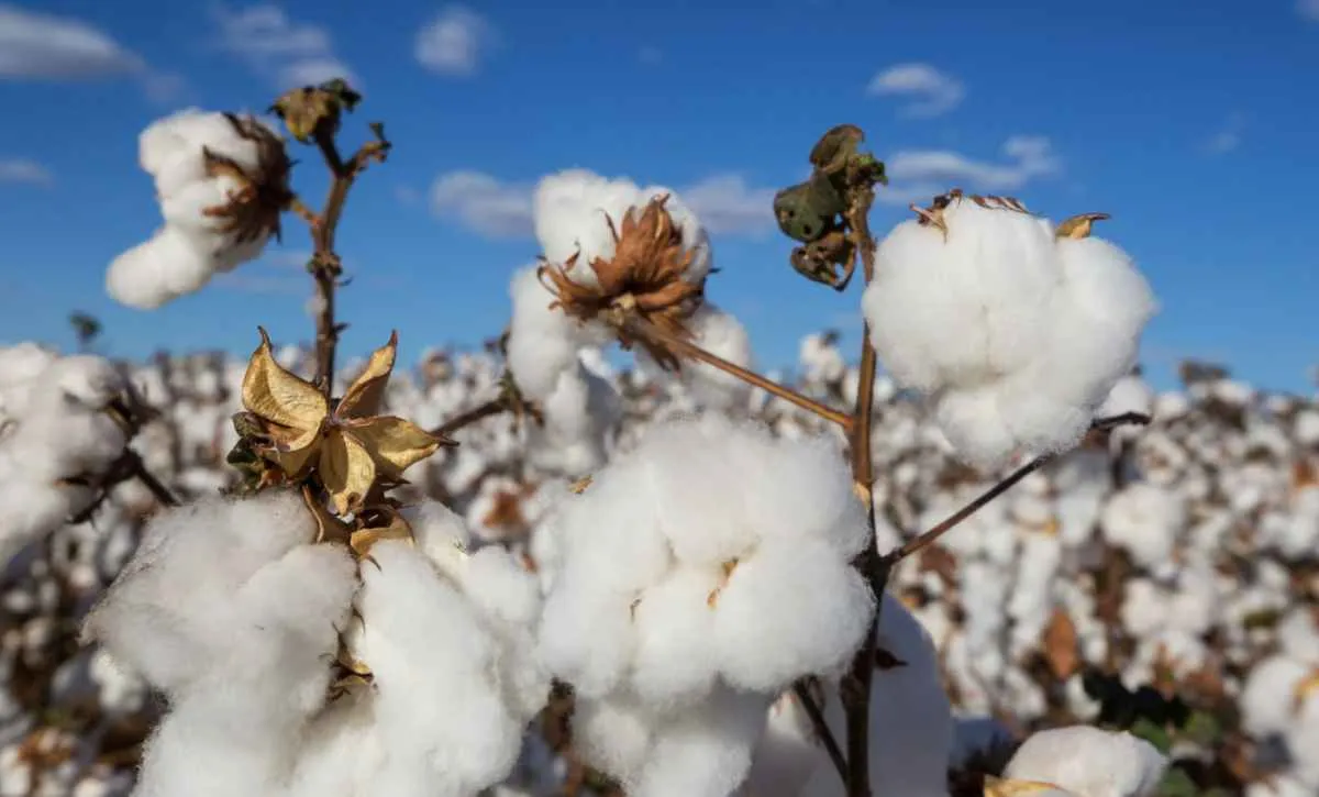 Abrapa vê MP de dívidas rurais como avanço para cotonicultores