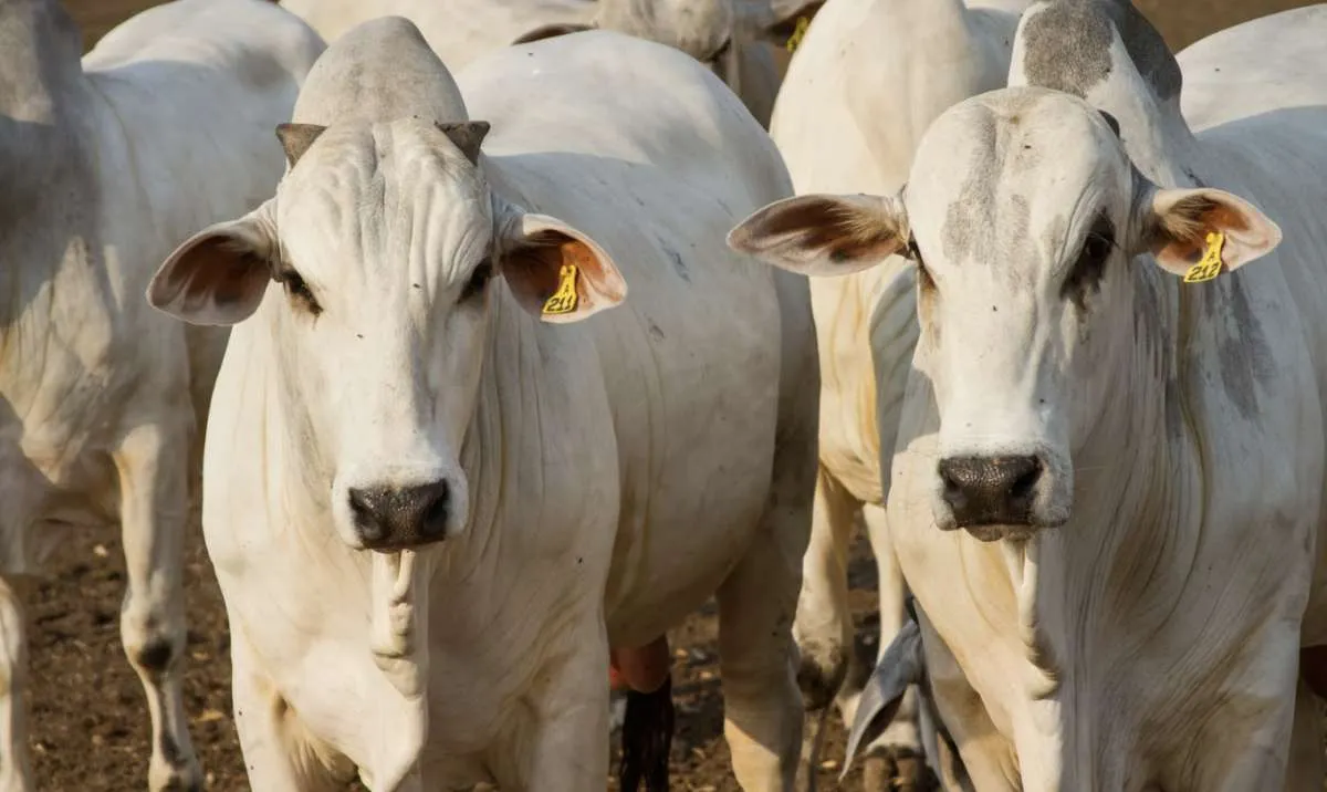 Brasil aperta controle de carnes para evitar veto da União Europeia
