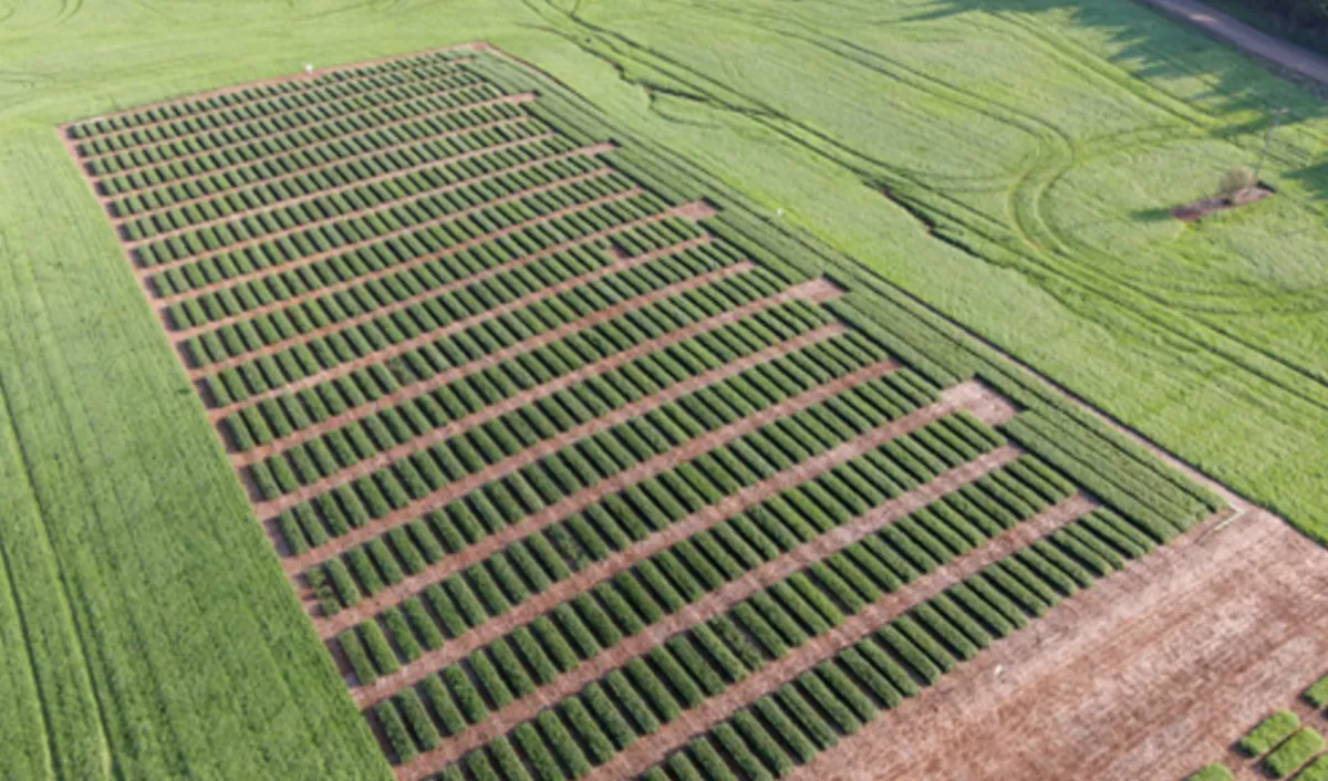 Escolha da cultivar de soja varia R$ 1,6 mil por hectare