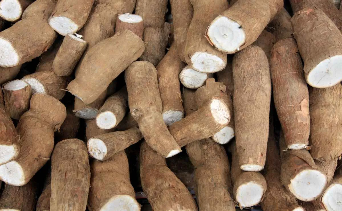 Mandioca atinge maior valorização semanal dos últimos quatro meses