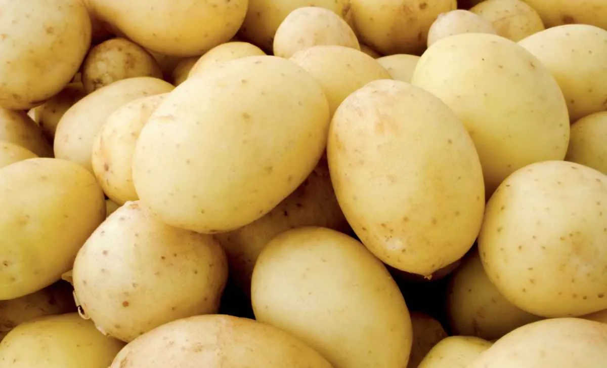 Colheita avança e preço da batata recua em todo o país