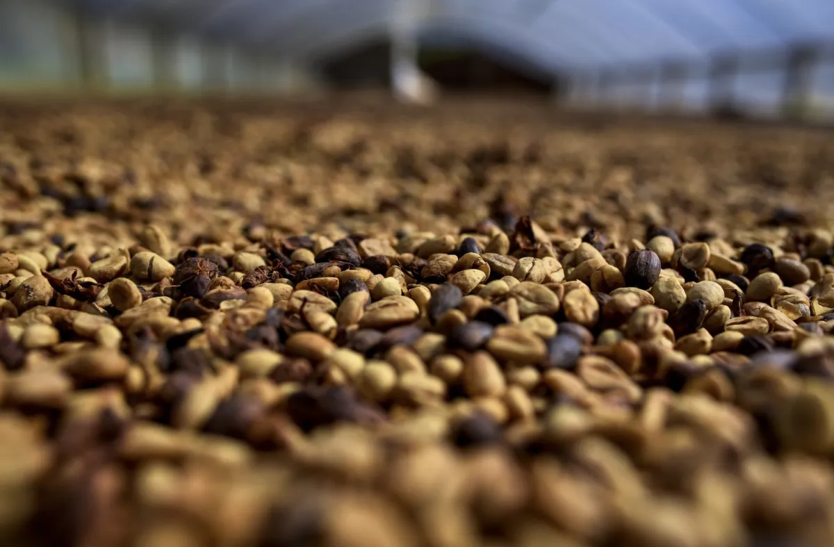 Preço do café dispara com chuva e El Niño, mas superávit se aproxima