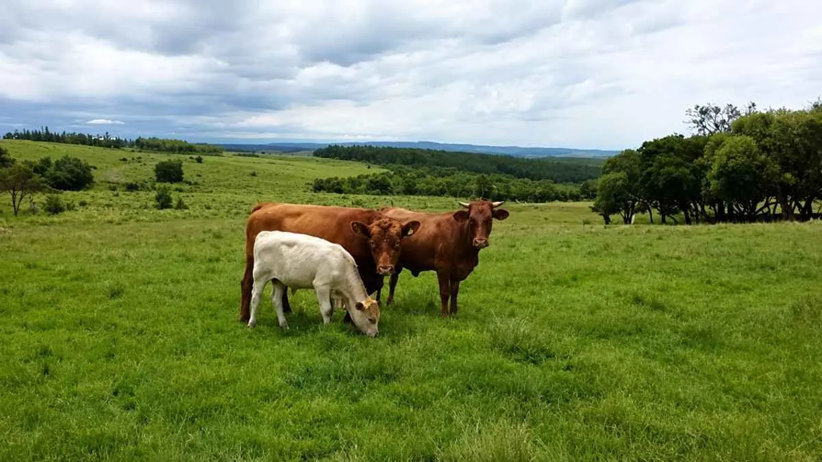 Fundesa-RS altera modelo de arrecadação para bovinos e búfalos