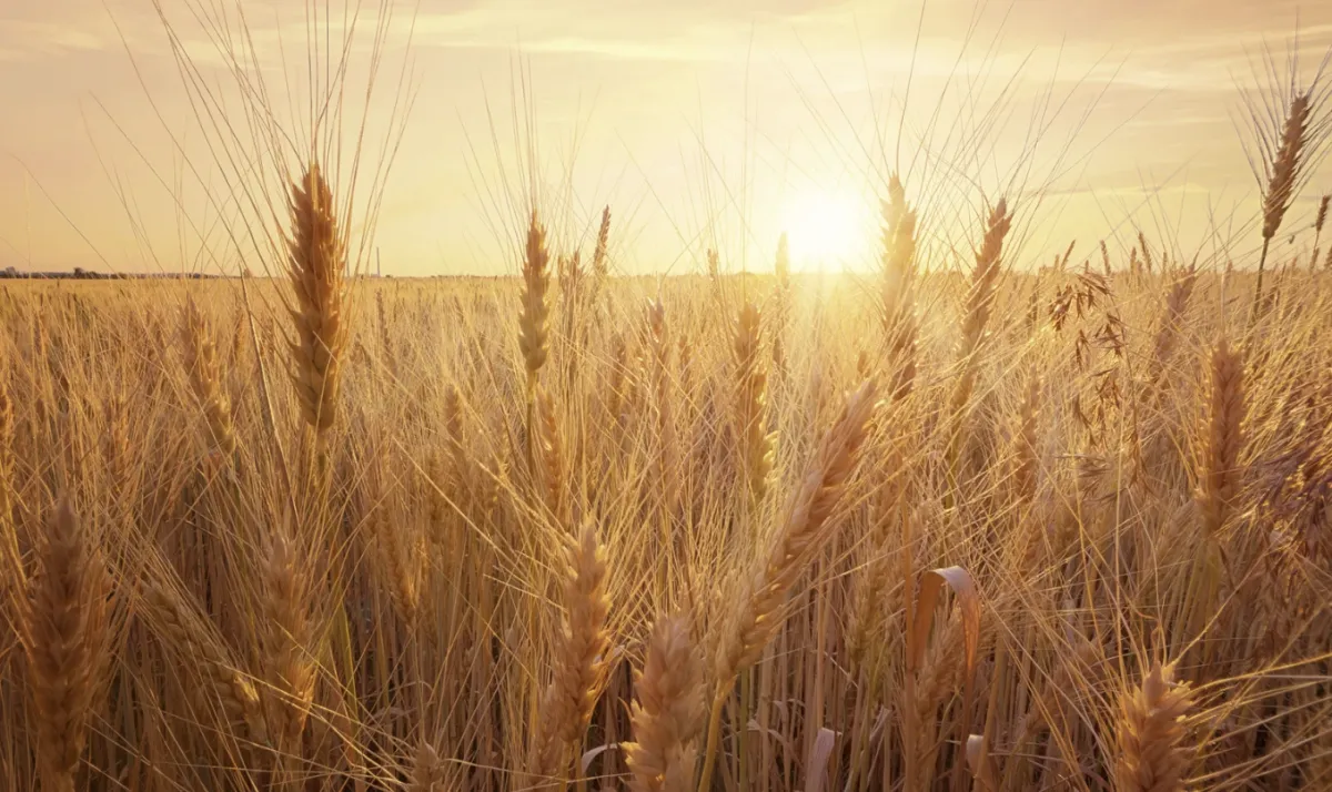 Semeadura do trigo chega a 93% e canola cresce no RS