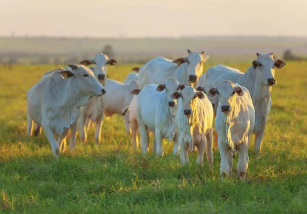 Bahia abre prazo obrigatorio para atualização de rebanhos