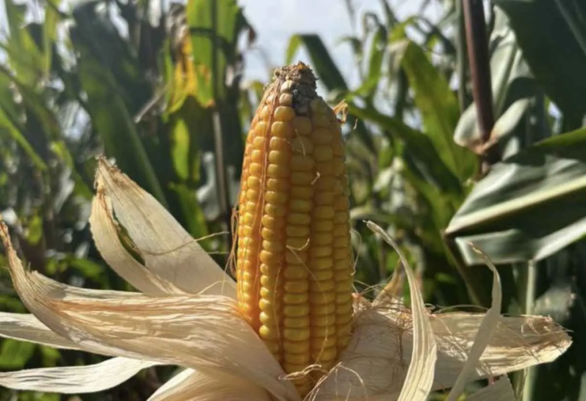 Colheita do milho em MS atrasa e geada atinge lavouras