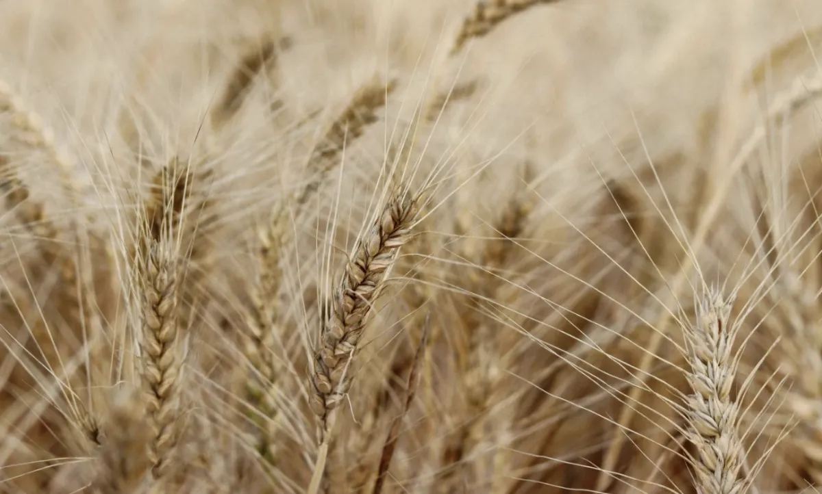 Plantio de trigo chega a 98,8% no Brasil e colheita avança em GO e MG