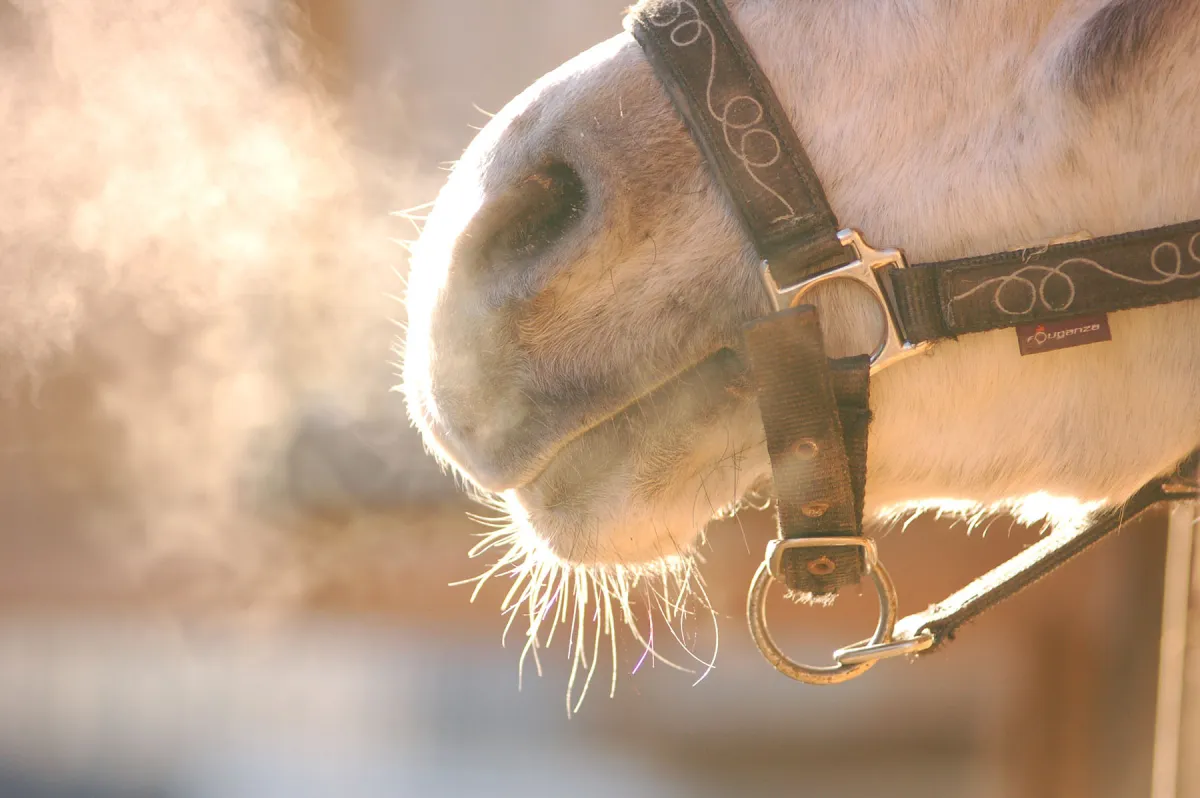 Saúde respiratória de cavalos exige atenção reforçada nos meses frios