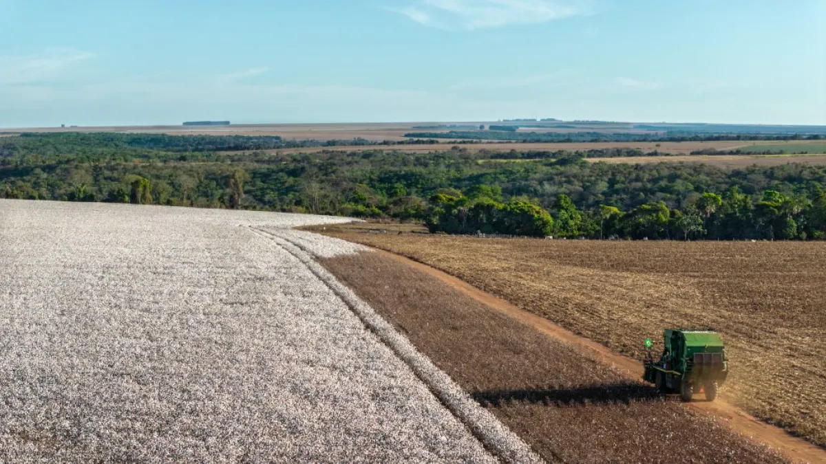 Produtores de algodão ganham linha especial para renegociar dívidas rurais