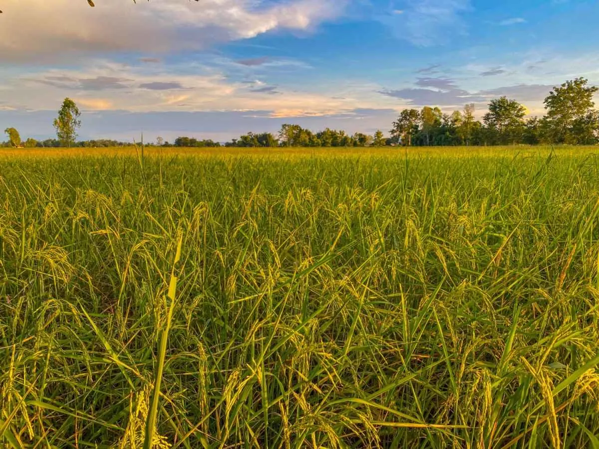 El Niño acende alerta para a cultura do arroz no Brasil