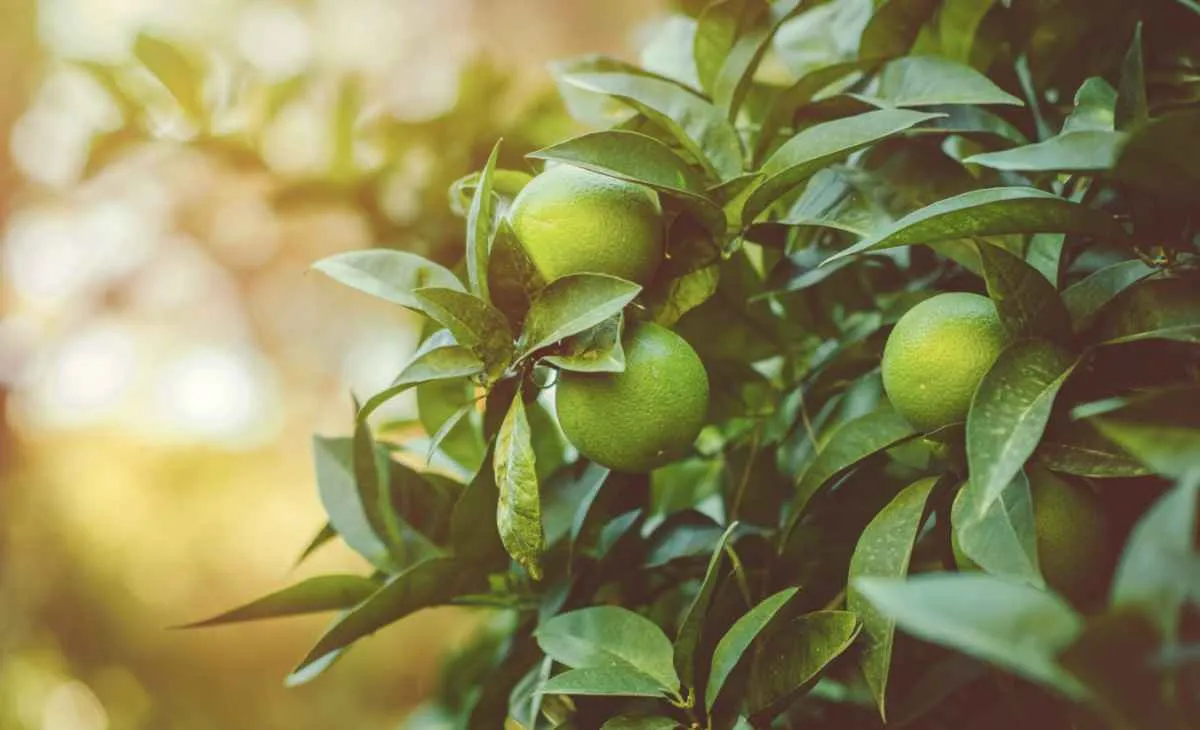 Citricultura de SP tem novas regras para combater Greening