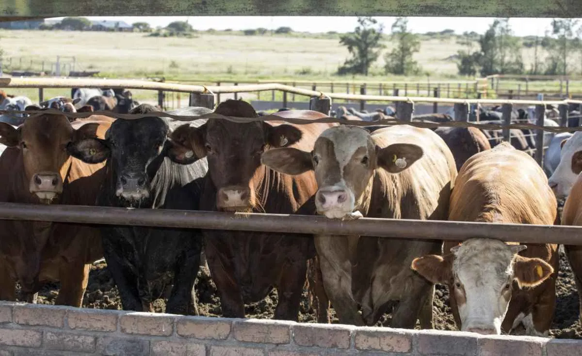 Eficiência e custo menor garantem lucro no confinamento do país