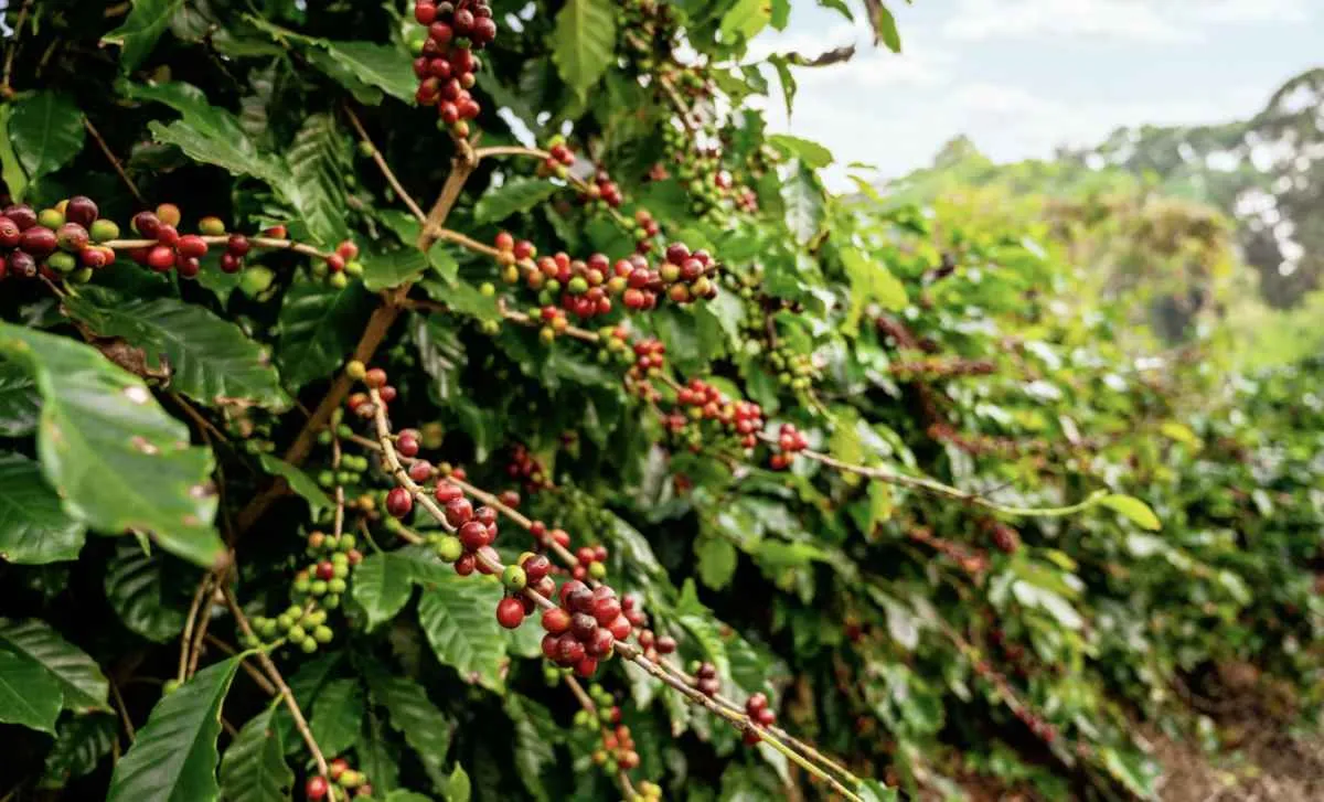 Excesso de chuva no café preocupa mercado e pode afetar safra 