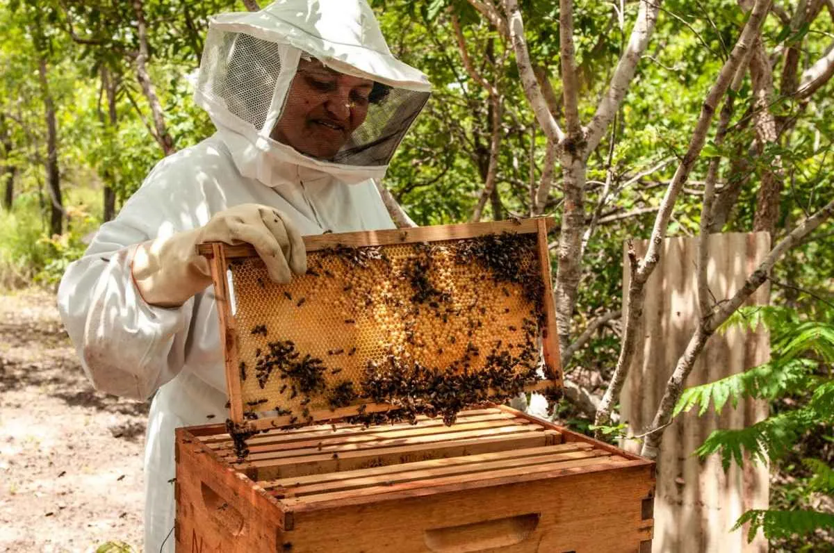 Agrodefesa orienta apicultores a cadastrar apiários em GO