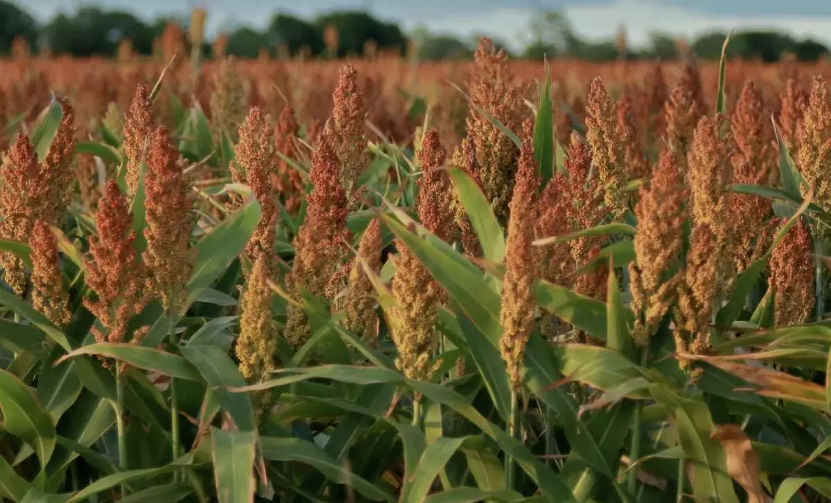 Soja sobe em Rio Verde e sorgo projeta safra recorde em Goiás