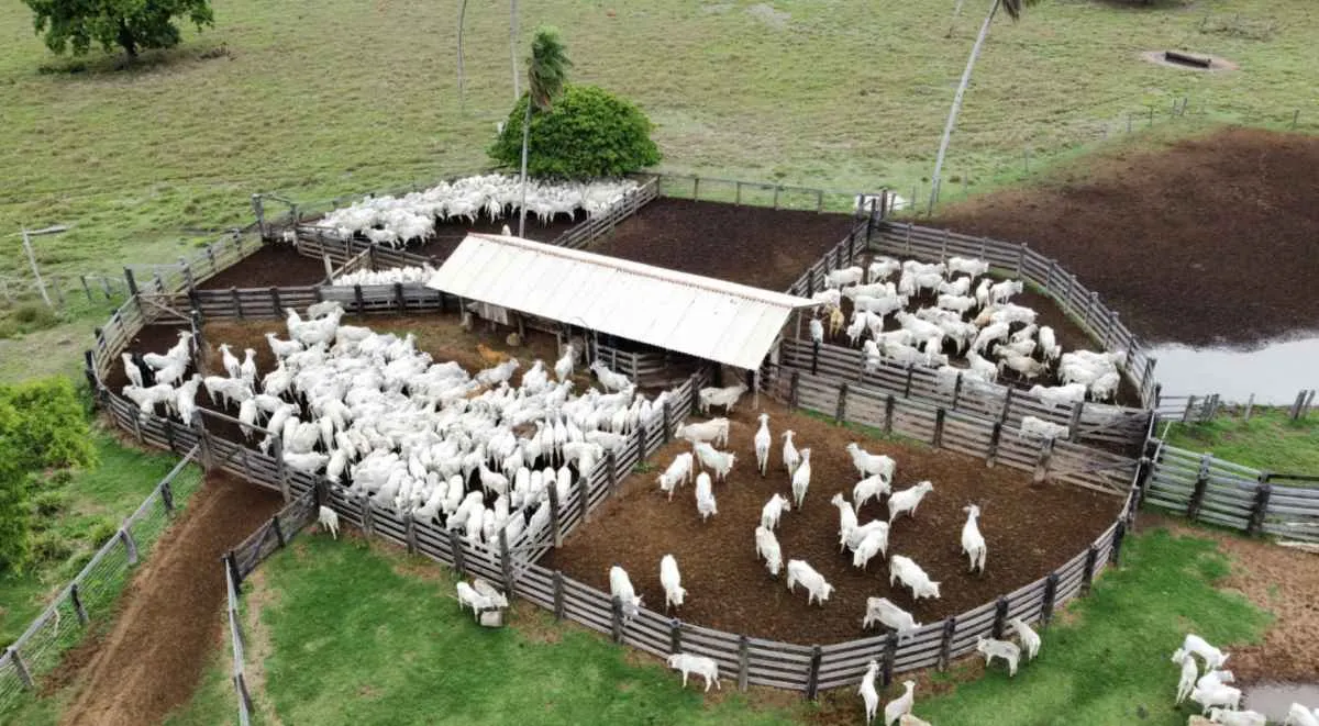 Mato Grosso bate recorde histórico no abate de bovinos