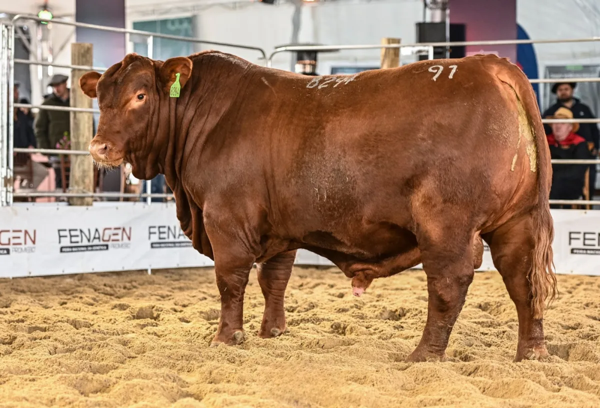 Centrais aceleram compra de touros com foco em genética no Sul