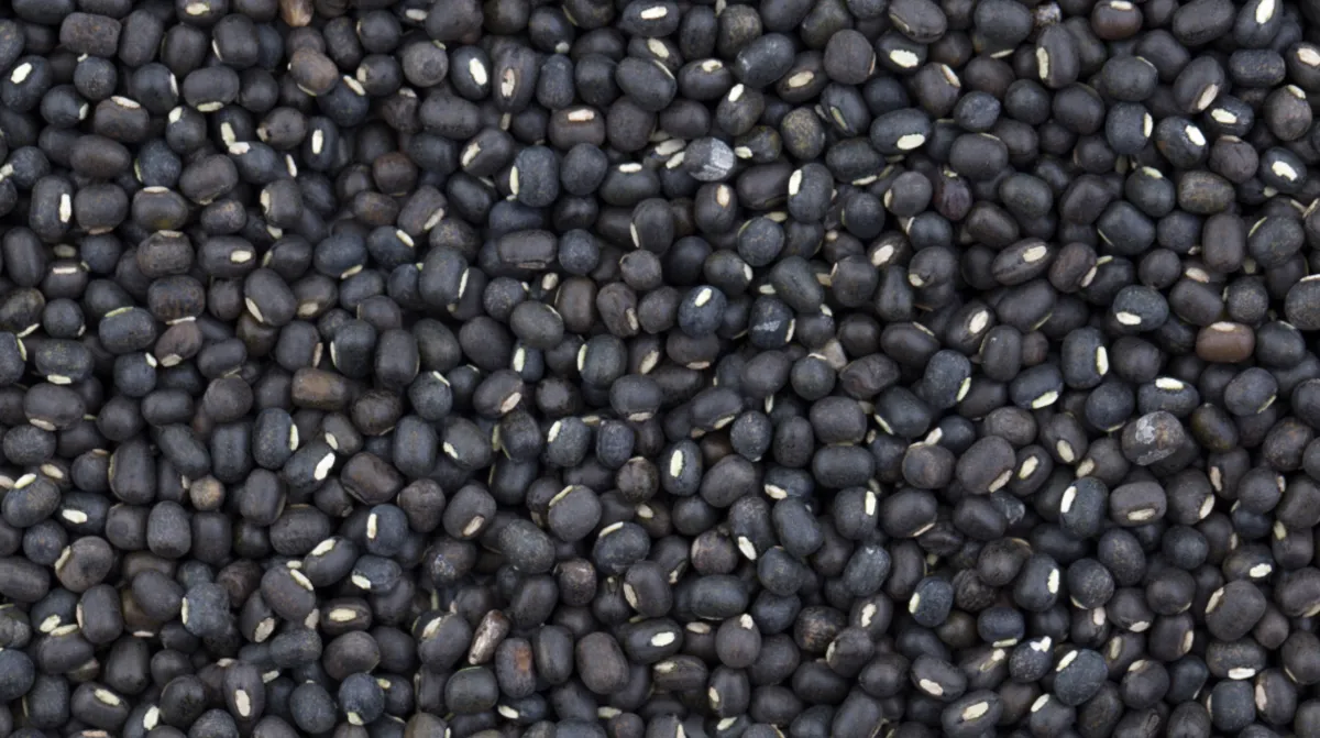 Produção de Feijão-mungo-preto pode dobrar com demanda da Índia