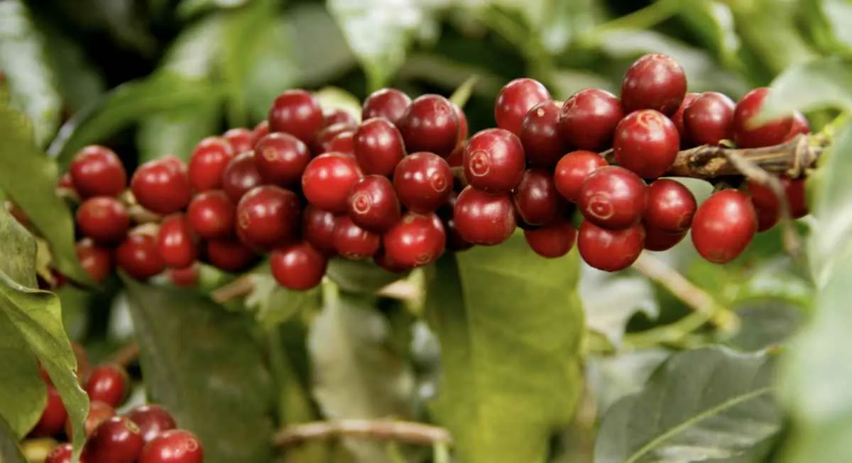 Tempo seco acelera colheita de café após atrasos de junho