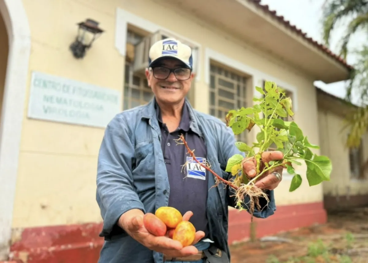Tecnologia do IAC transforma brotos em batata-semente no Paraná