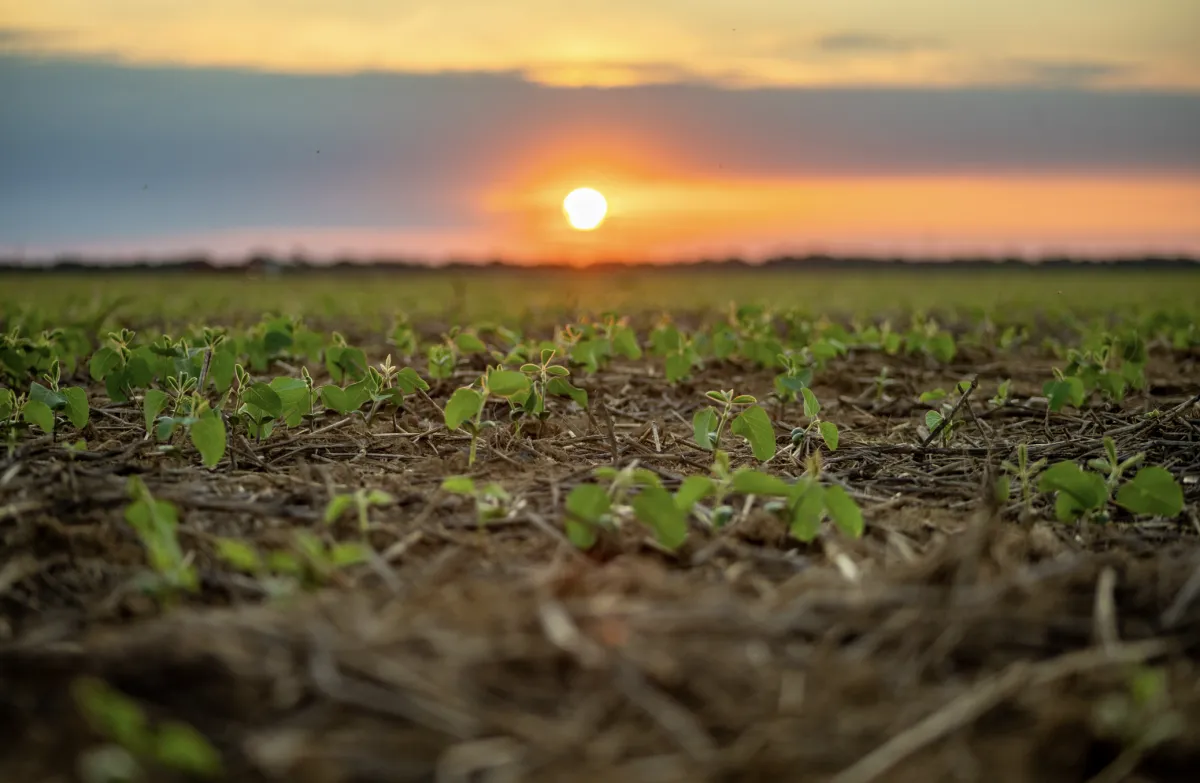 Aprosoja MT alerta para risco de Super El Niño e atraso de chuvas