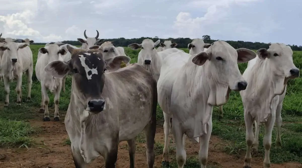 Rebanho bovino de Cáceres salta 61,9% e destaca força de MT