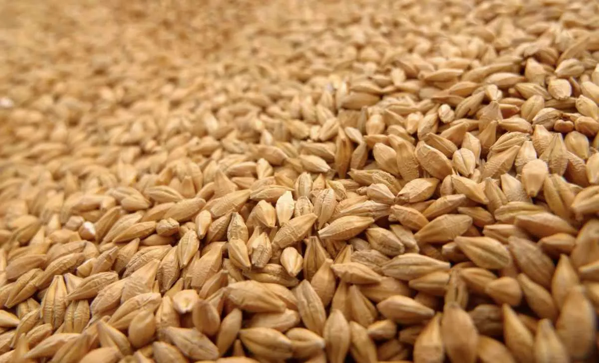 Preço do trigo se sustenta com baixa liquidez no mercado