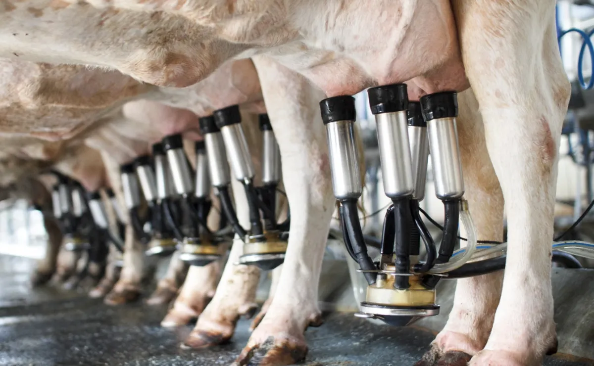 Cooperativismo garante a produção de leite no RS