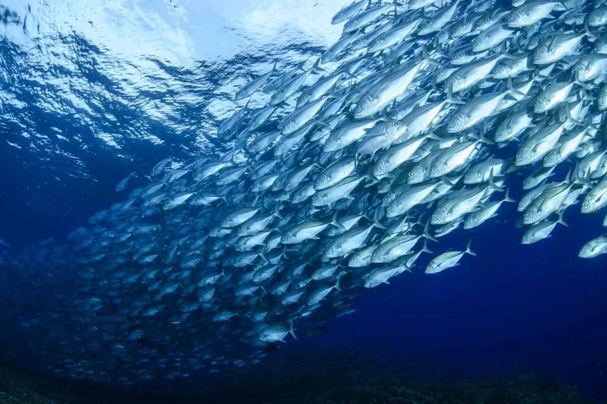 Aquicultura no Chile eleva demanda por ração de soja certificada