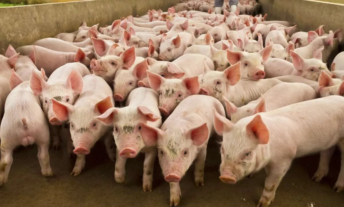 Relatório do AgriHub mapeia desafios e soluções para a suinocultura de MT
