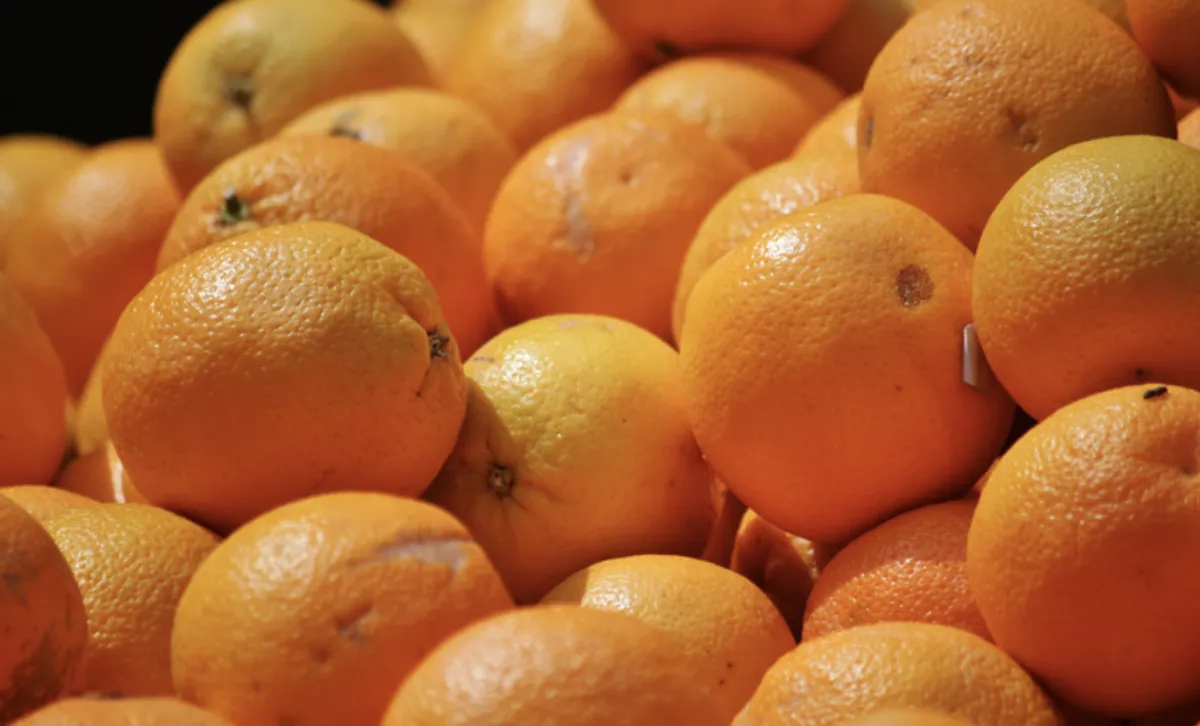 Qualidade da laranja limita ritmo de compras da indústria