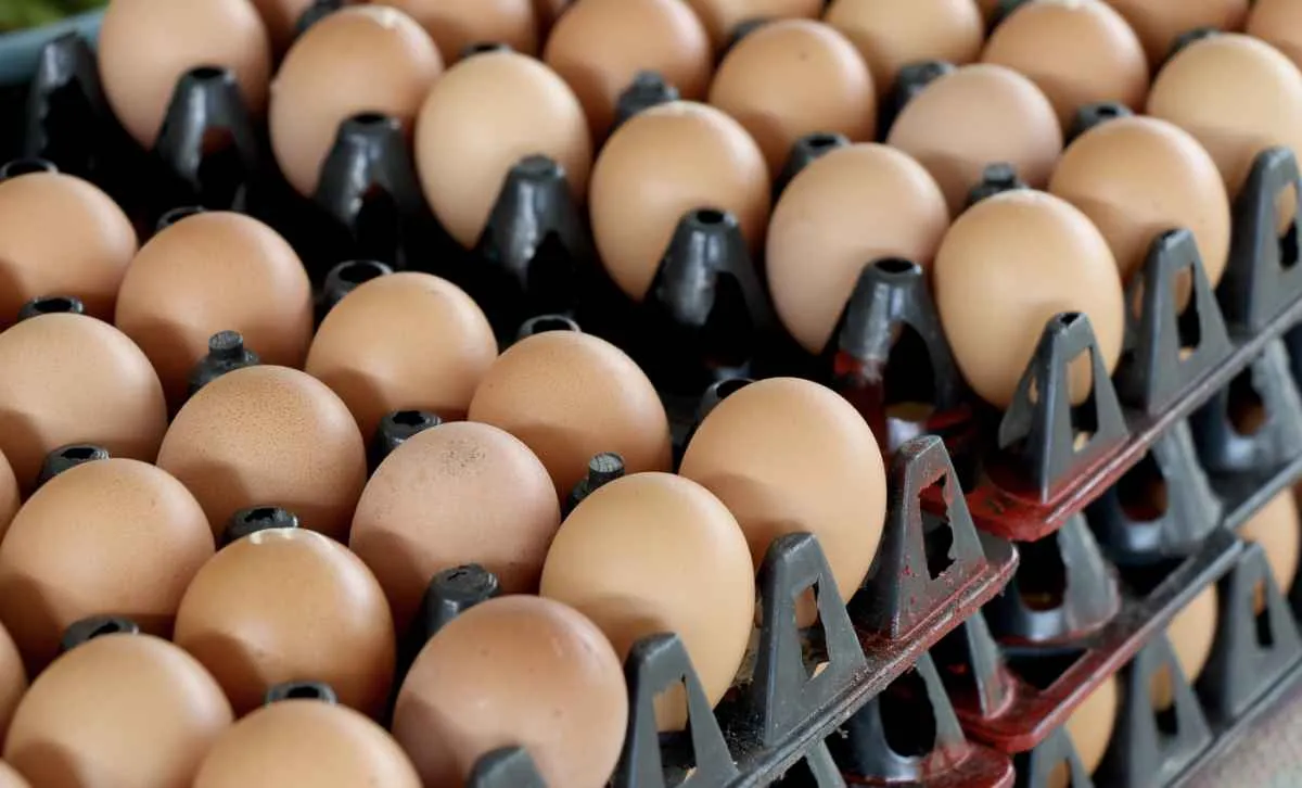 Exportações de ovos crescem em junho puxadas pelo mercado chileno
