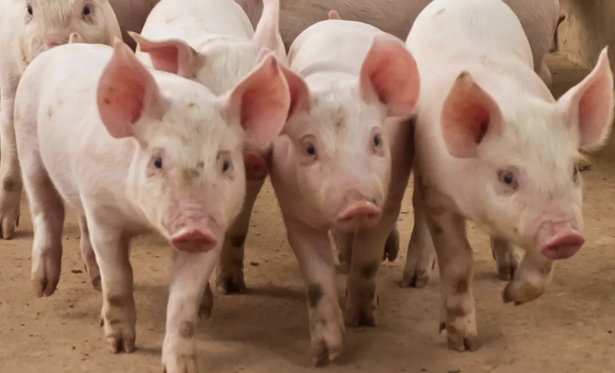Brasil conquista novos mercados para produtos agrícolas na China e na América