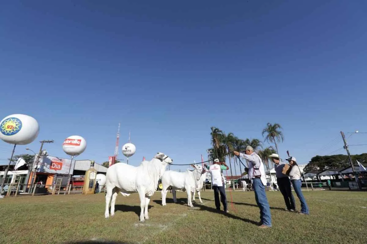 ACNB abre etapa Ouro do Ranking Nacional Nelore em Rio Verde