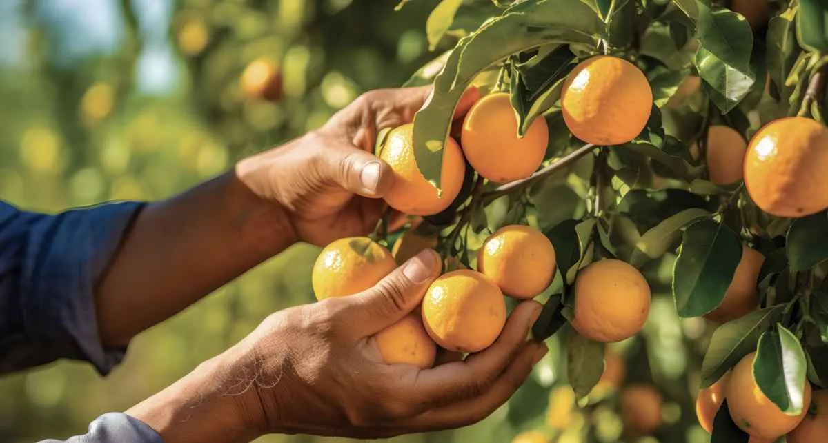 Agro paulista fecha maio com saldo positivo de empregos formais