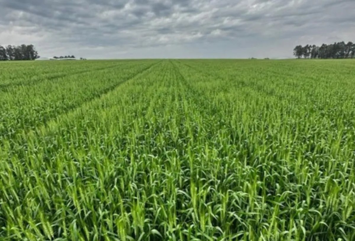 Trigo entra em fases sensíveis sob risco de oscilações climáticas