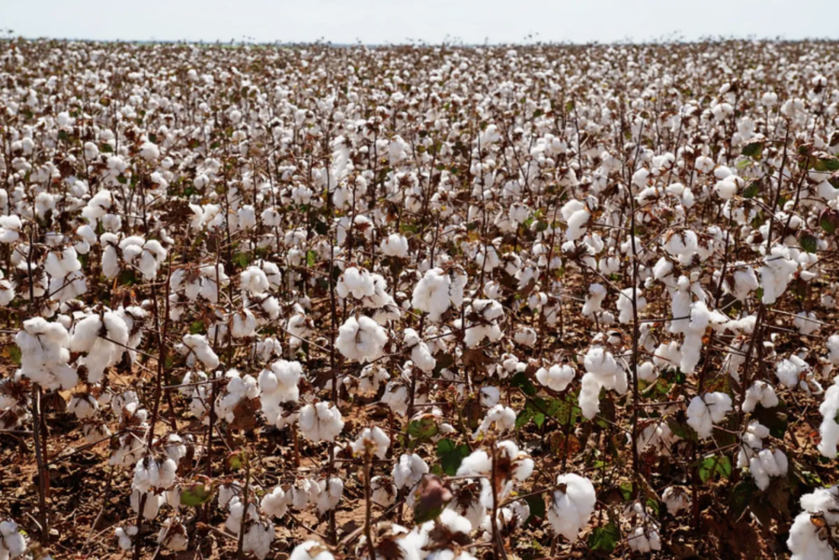 Colheita do algodão atinge 13,1% em MT com atraso na média histórica
