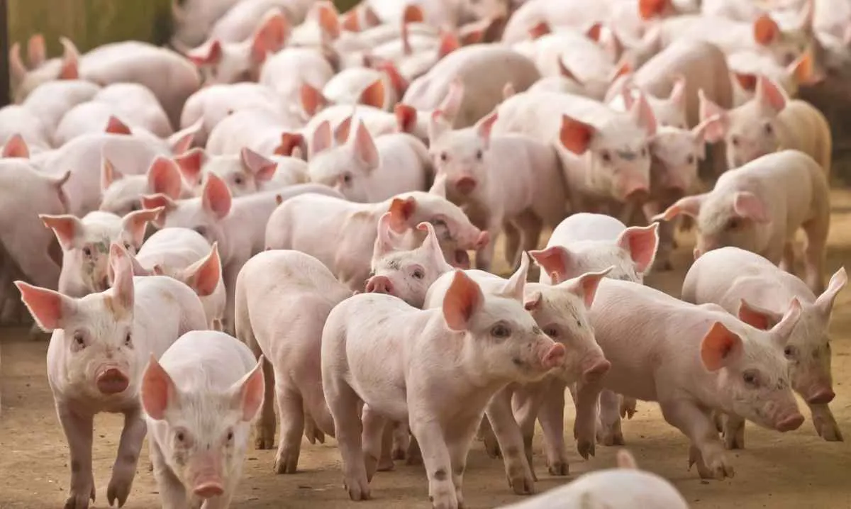 Paraná amplia exportação de carne suína e fatura US$ 232 mi