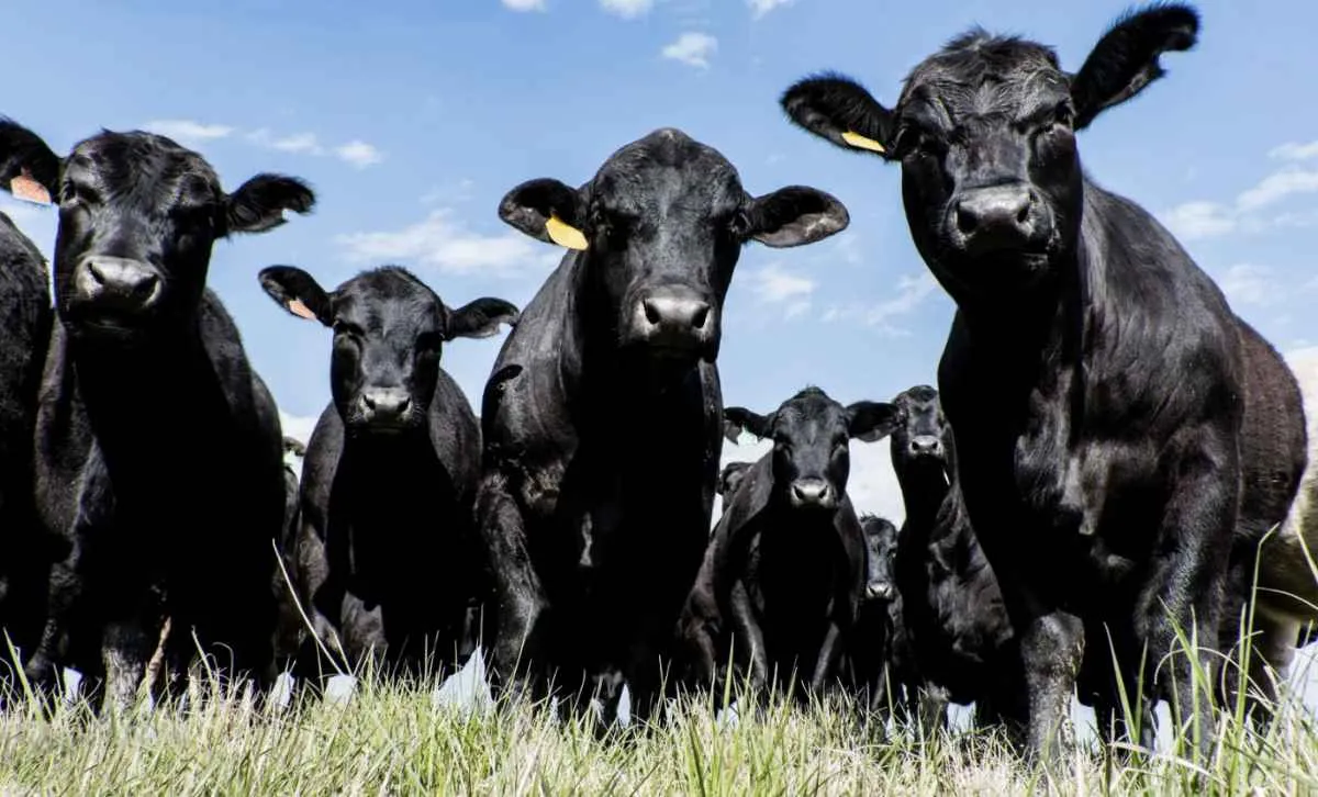 Angus cria projeto para prever genética de carne em meio-sangue