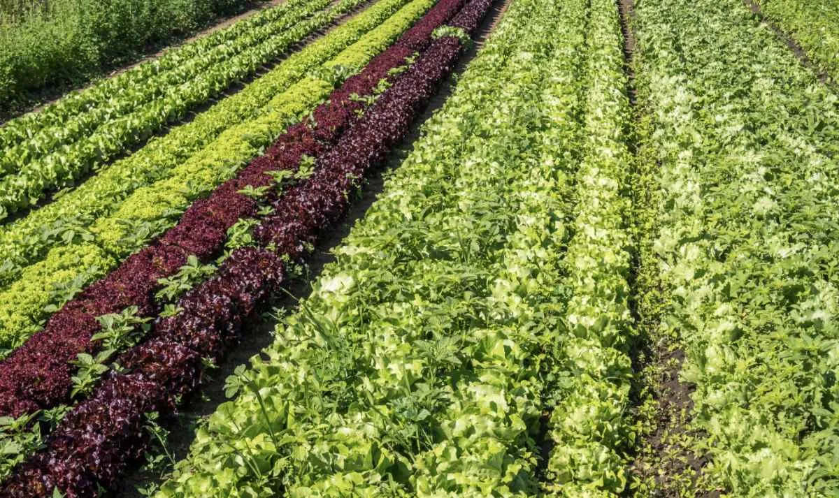 Horticultura movimenta R$ 10 bi e gera 4,8% da renda rural no PR