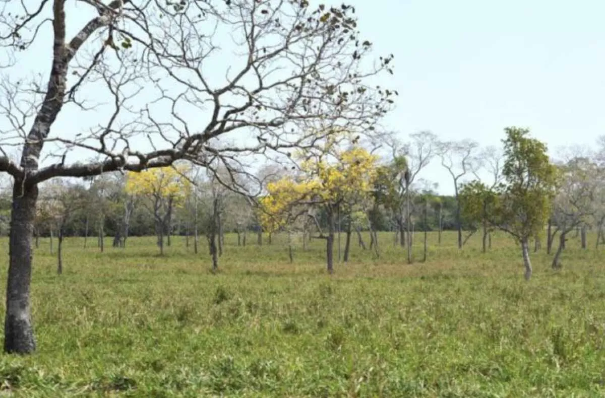 Planejar nutrição antes da seca evita prejuízos na pecuária