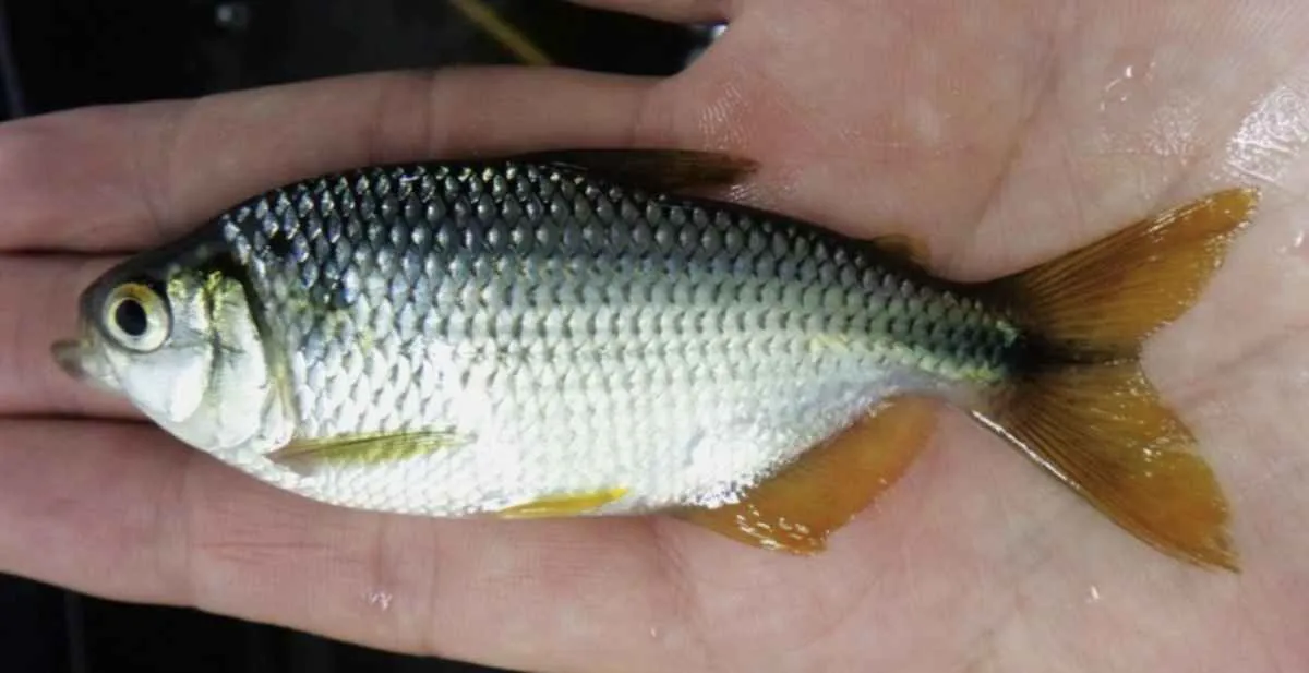 Tecnologia do Instituto de Pesca impulsiona cultivo de lambari