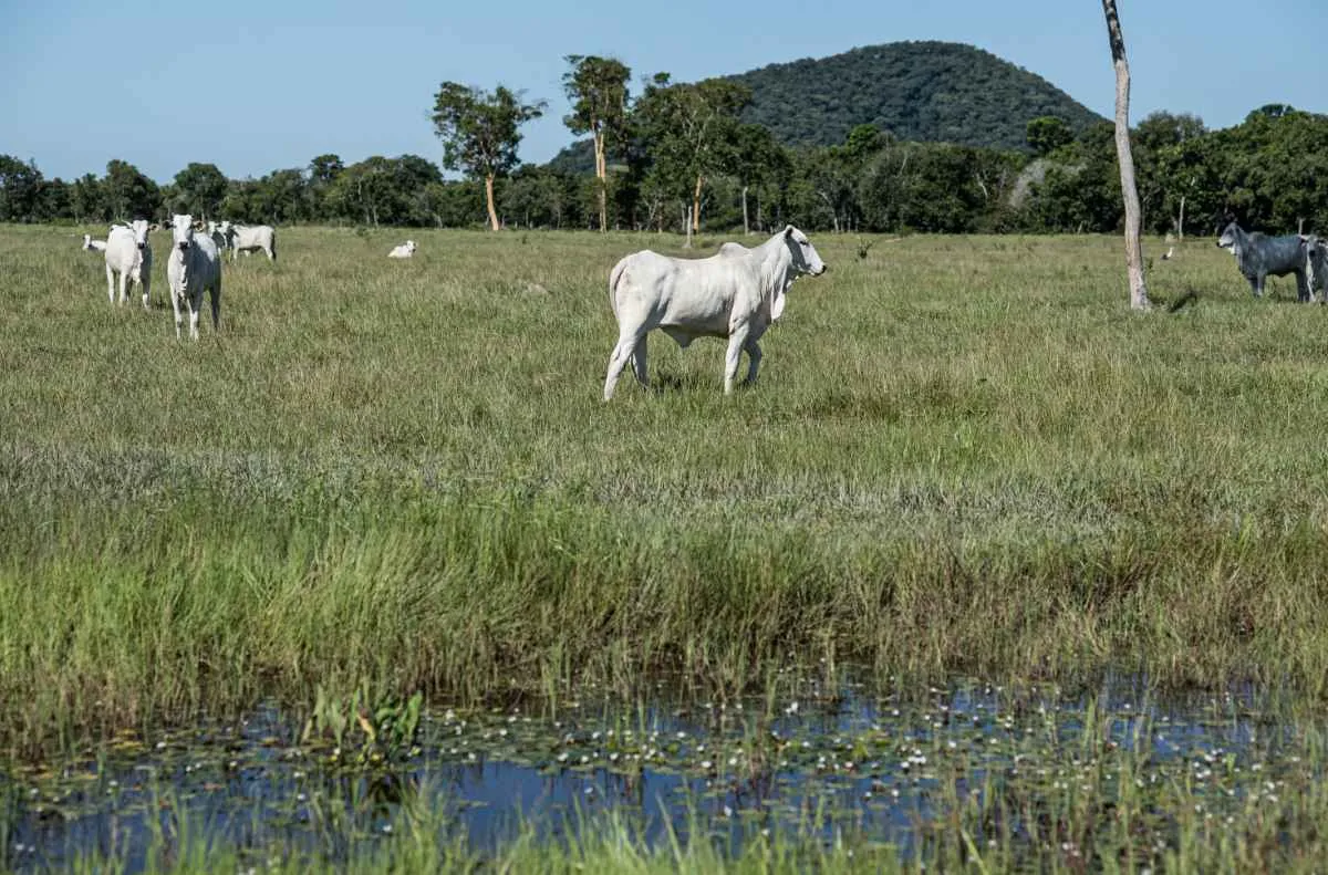 Nova resolução dita uso de áreas úmidas e traz segurança ao agro em MT