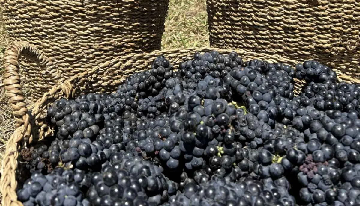 Enólogo aponta viabilidade de vinhos de alto padrão no Cerrado