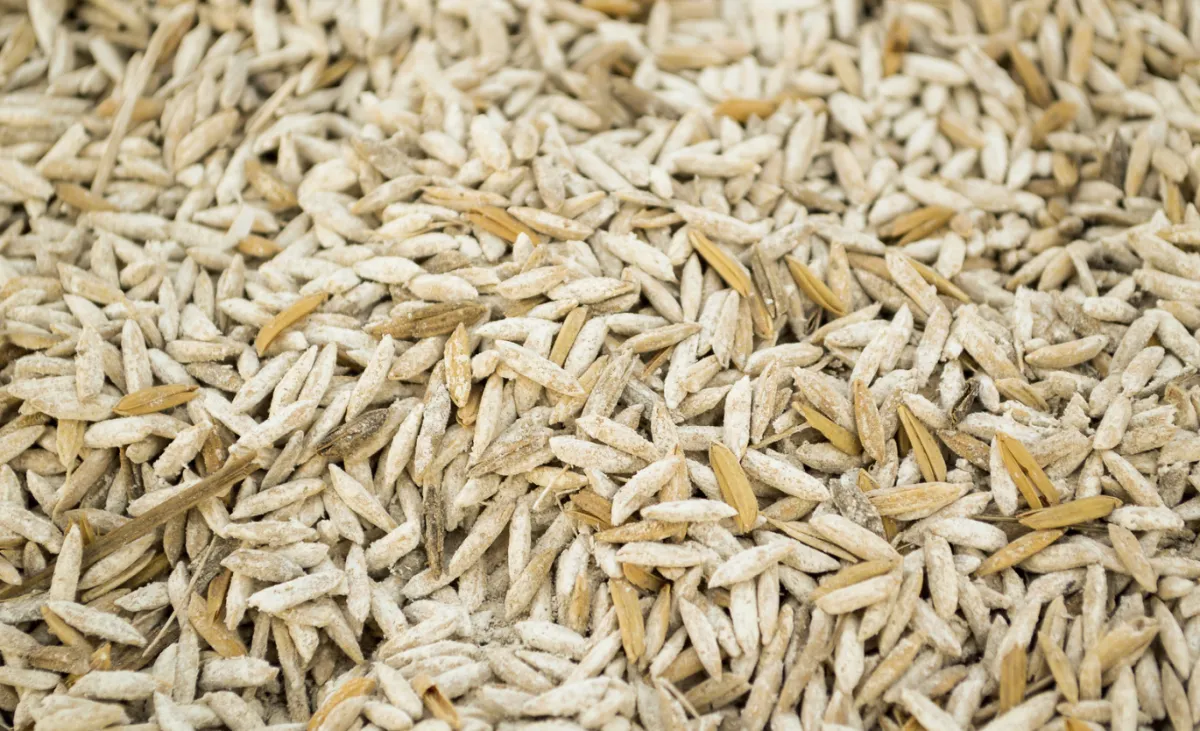 Arroz no RS atinge maior preço desde setembro de 2025